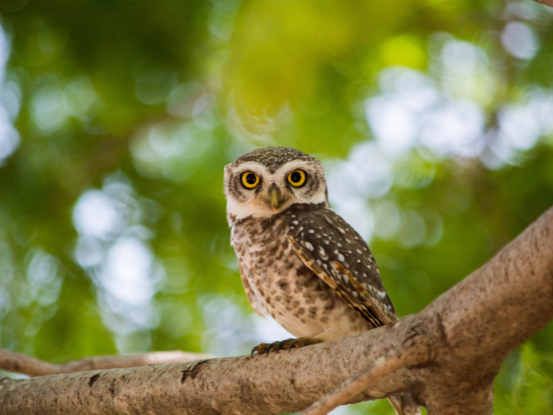 owl in a tree dream meaning