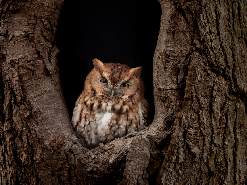 screech owls symbolize bad omen or a warning