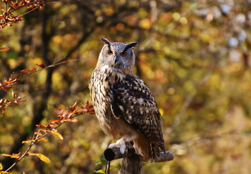 Owl in Dream: Full Dream Meanings and Interpretations