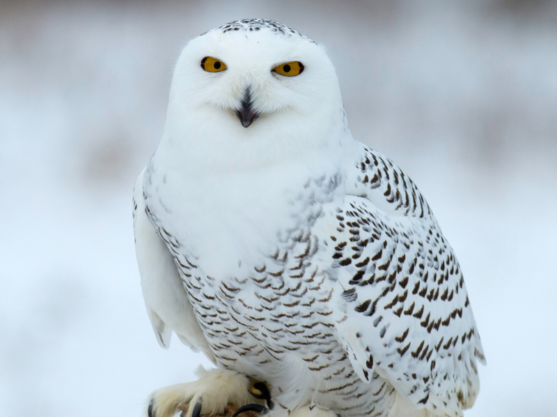 snowy owl species symbolize purity or spiritual transformation