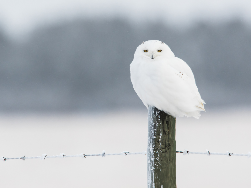 white owl a sign of purity, enlightenment or peace