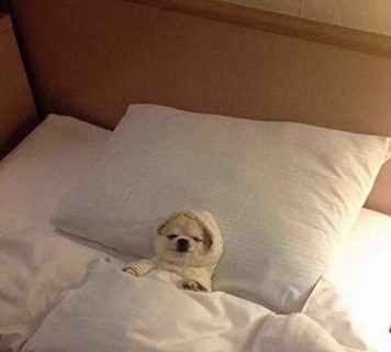 dog lying in bed