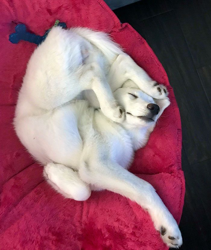 dog sleeping in funny position