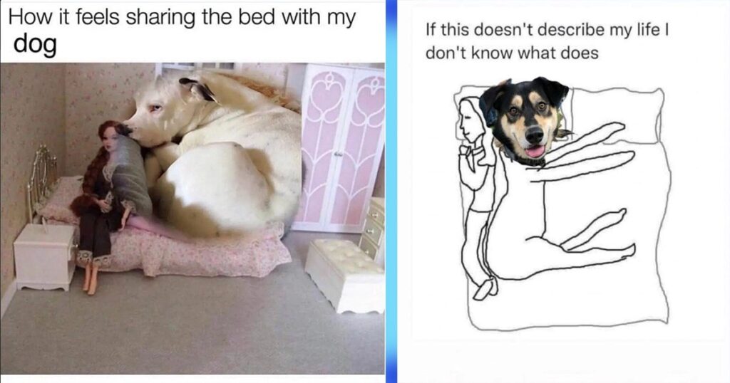 dog hogging bed meme sleep