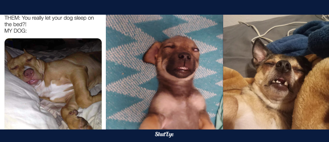 30 of the Funniest Dog Sleeping Meme