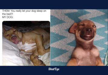 30 of the Funniest Dog Sleeping Meme