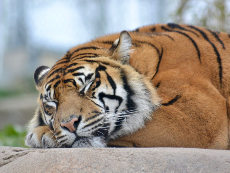 seeing a tiger sleeping