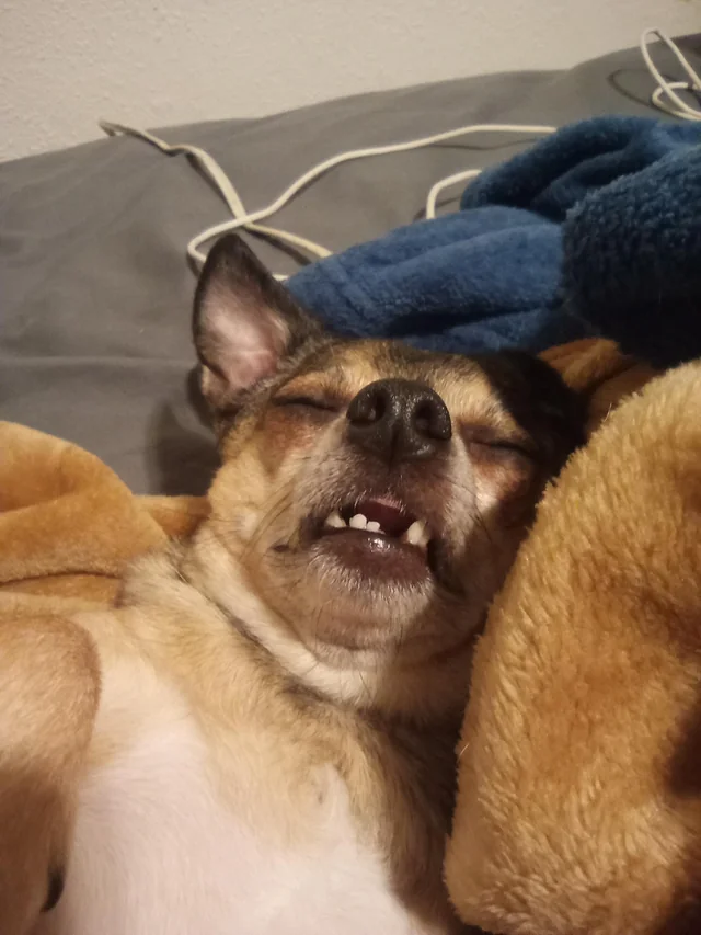 dog sleeping with mouth open