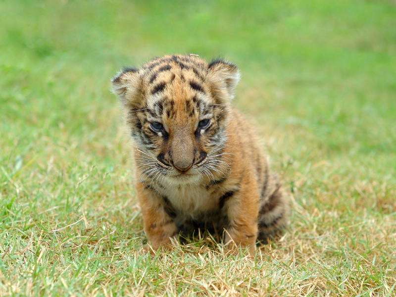 dreaming about tiger cubs