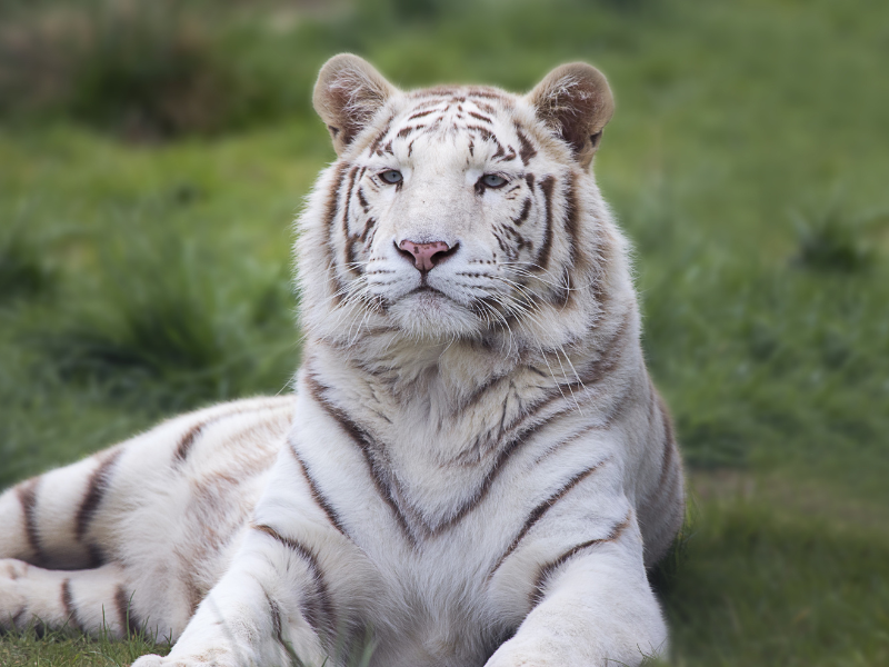 seeing a white tiger in dream