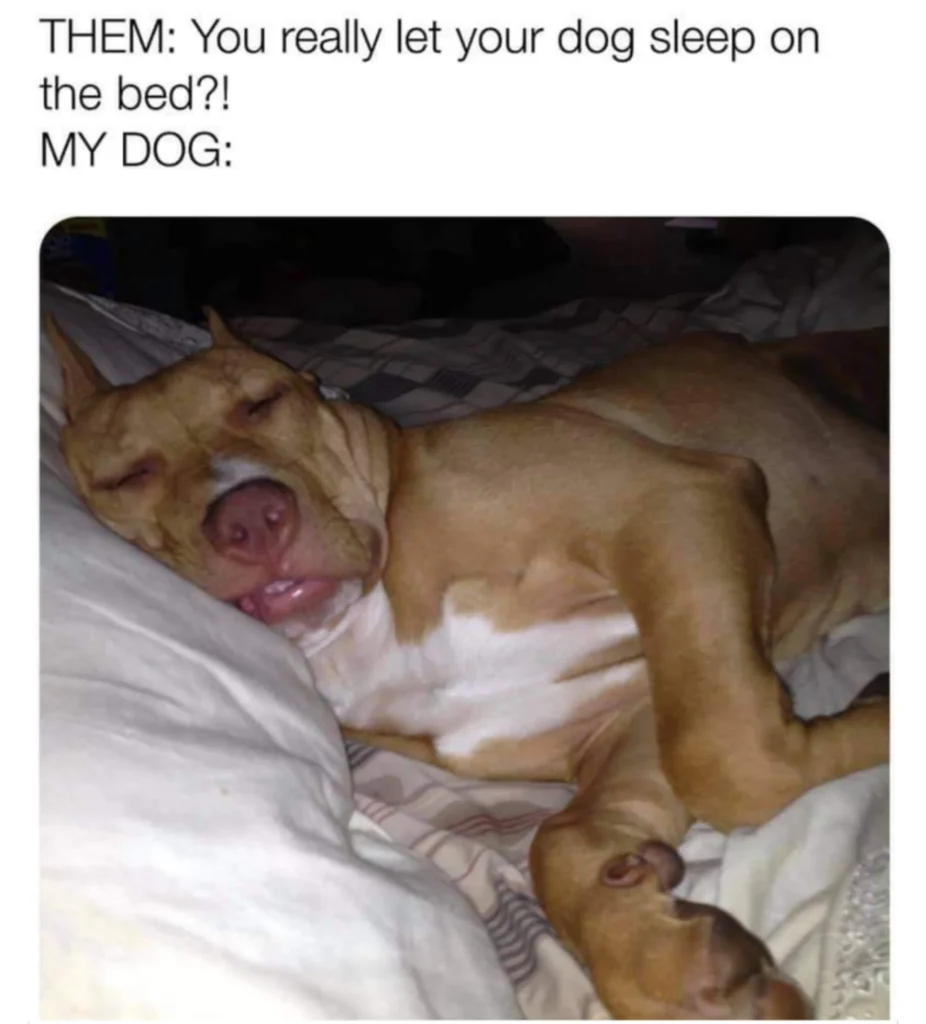 dog sleeping on bed meme caption