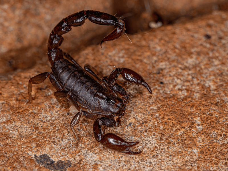 black scorpion 