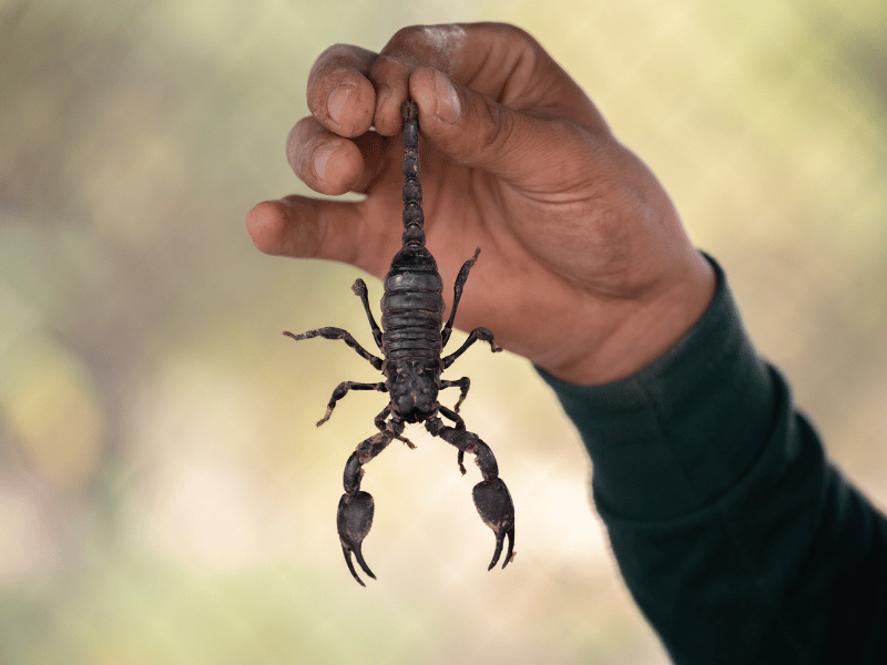 hands holding onto the tail of a caught scorpion dream scenario