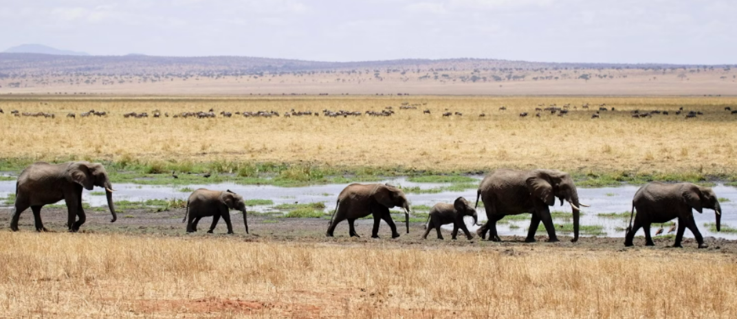 What Does It Mean To See Elephant in Dream?