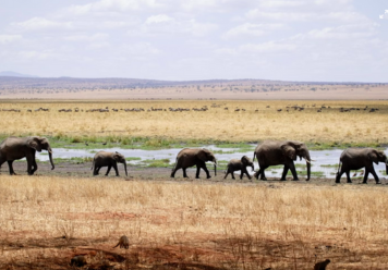 What Does It Mean To See Elephant in Dream?