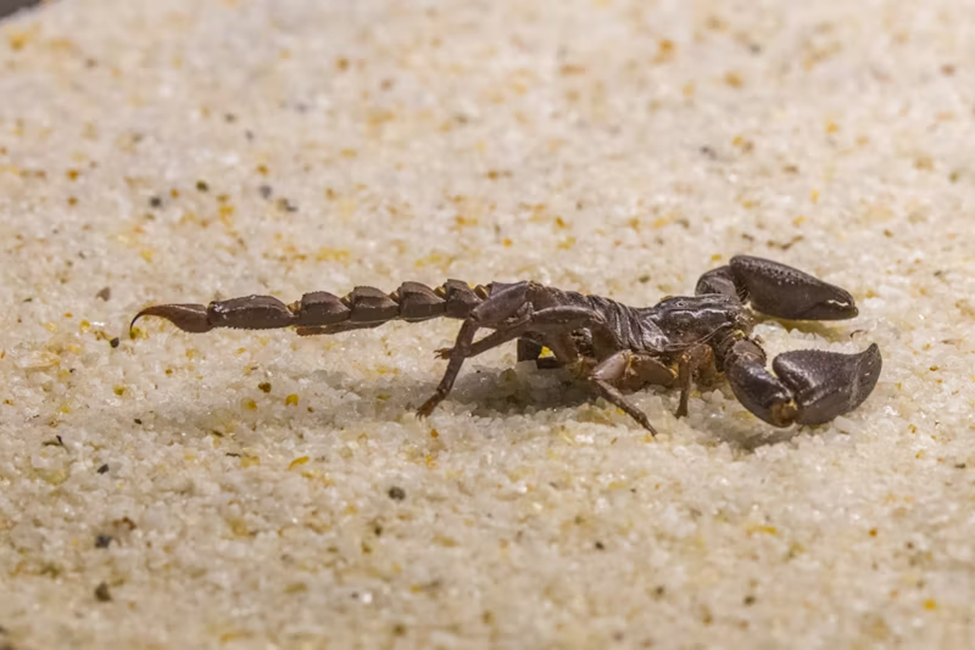 Dark brown scorpion with large pincers and segmented tail resting on fine, sandy terrain.