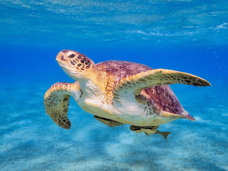 having dream about sea turtle in the ocean 