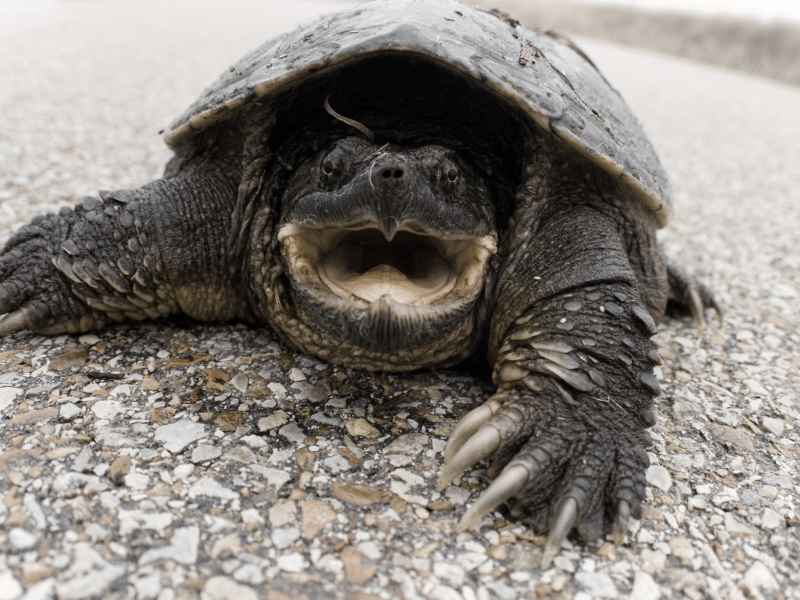 a snapping turtle