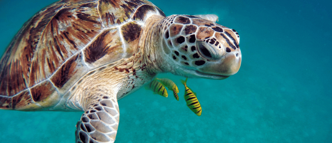 Understanding What Dreams About Turtles Mean