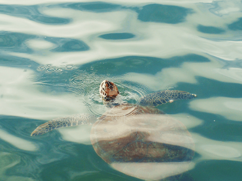 seeing a turtle swimming in the water