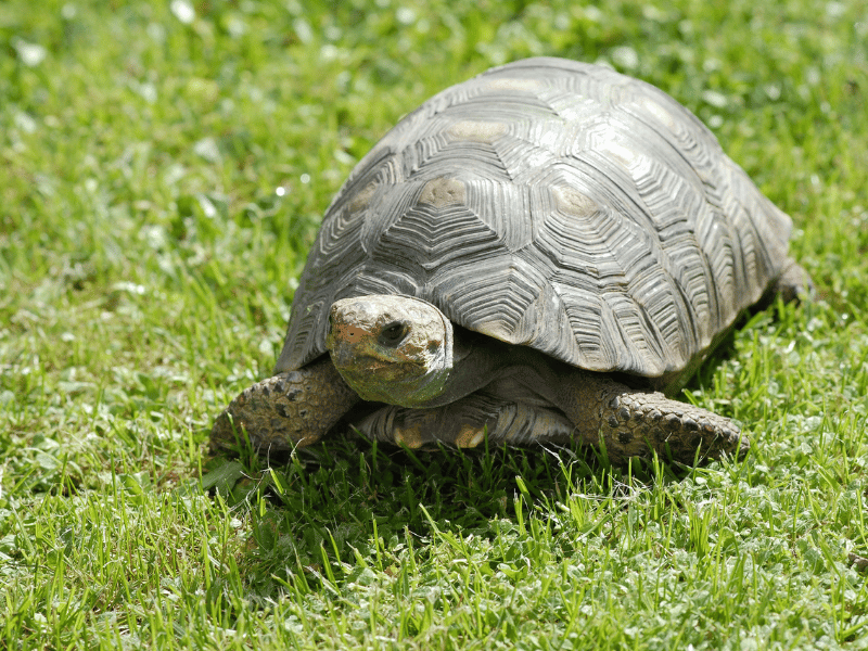 turtle on grass symbolism