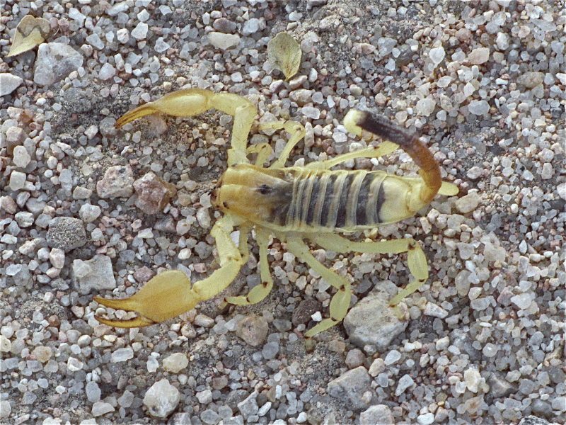 yellow scorpion what it means to dream of it