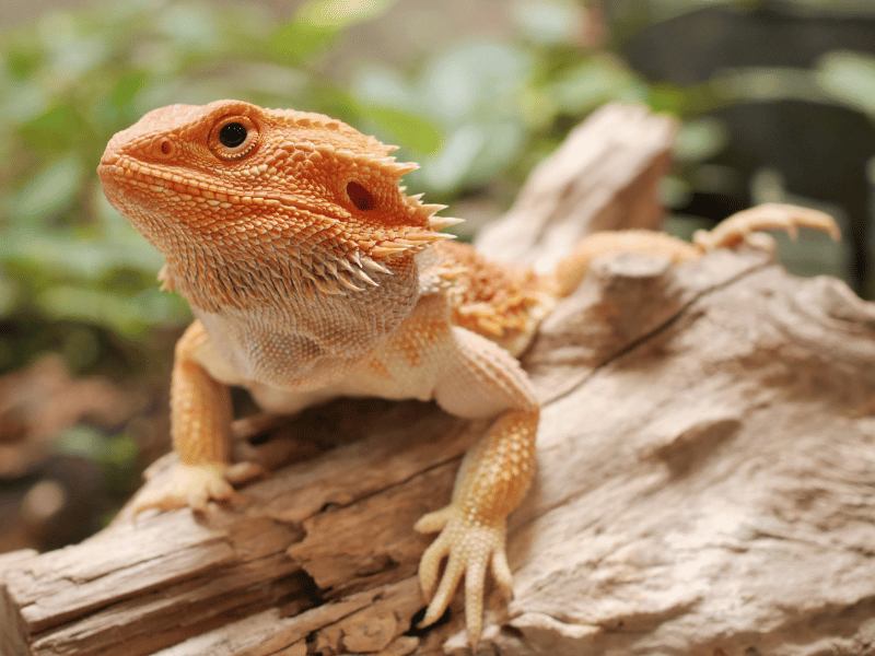 seeing a bearded dragon and its significance