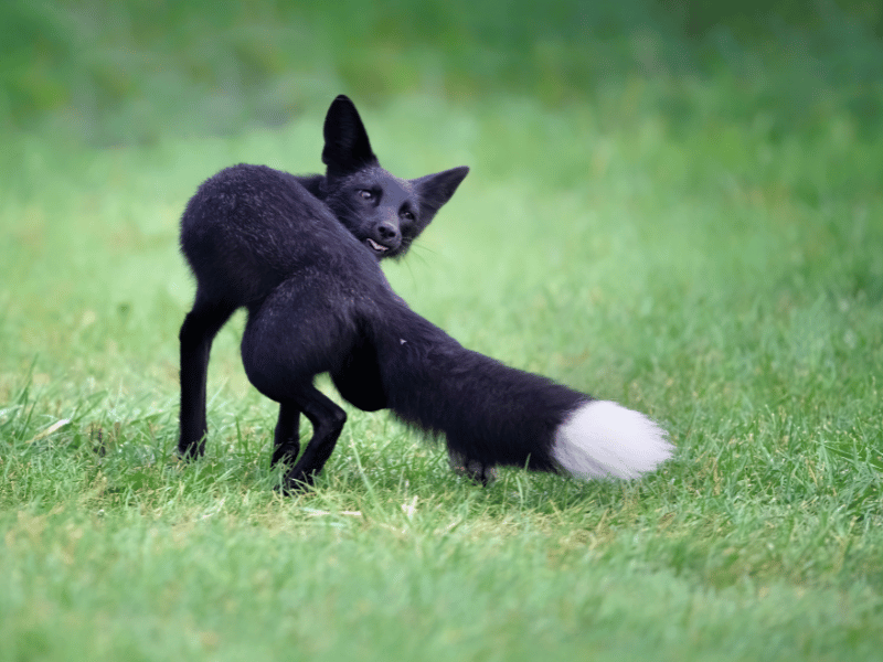 dreaming of a black fox 