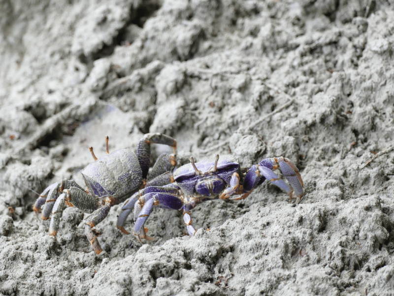 crabs crawling in sand