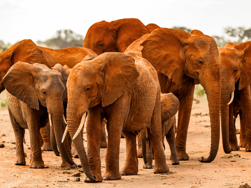 elephant attack or elephant stampede in dream