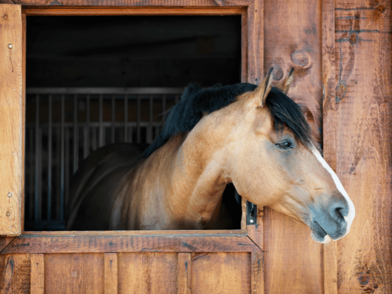 horse in stable dream