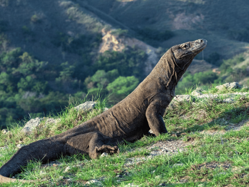 facing a komodo dragon in dream