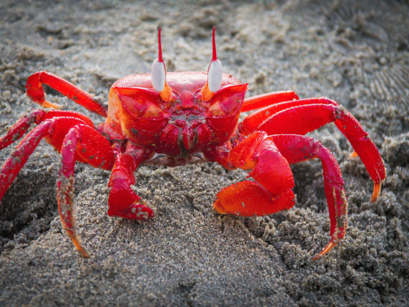 dreaming of red crab on top of sand