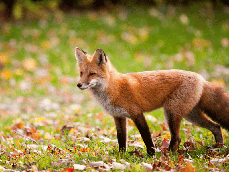 dreaming of seeing a red fox 