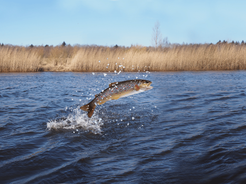 an image of a fish jumping out of water