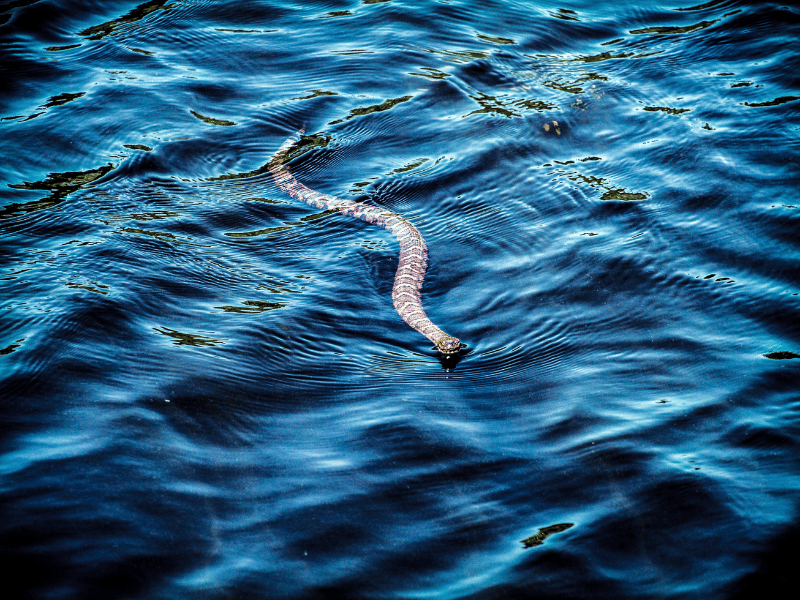 a snake swimming through the water
