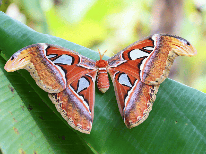 an atlas moth seen on a large leaf