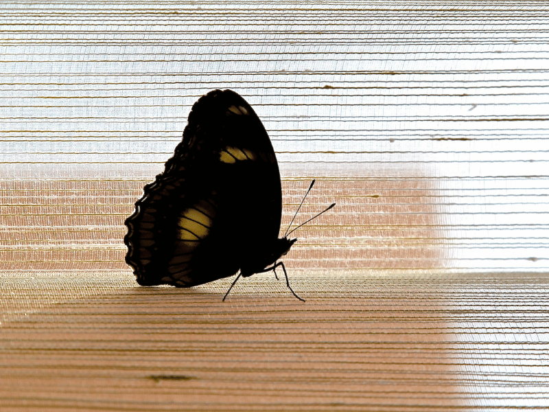 close up of a black butterfly on the ground dream meaning