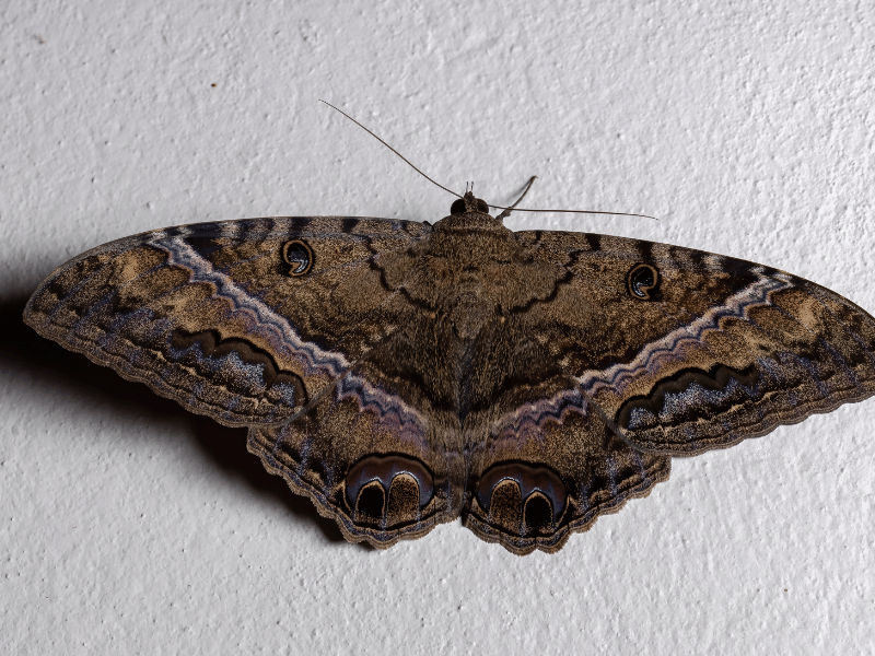 close up image of a black and brown moth dreams about moths