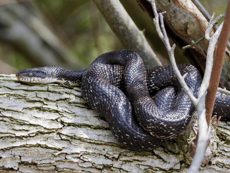 black snake seen on a tree log