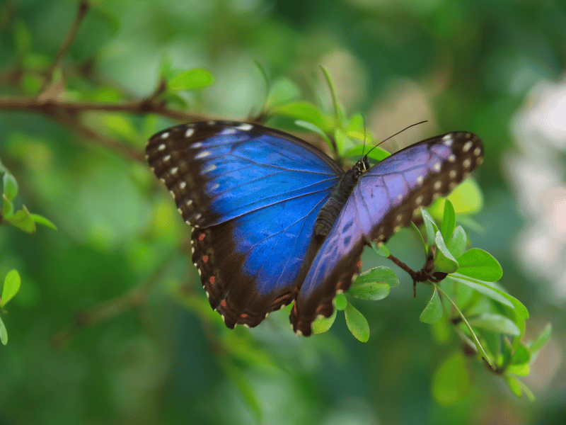 blue butterfly seen on a plant, blue butterfly dream meaning