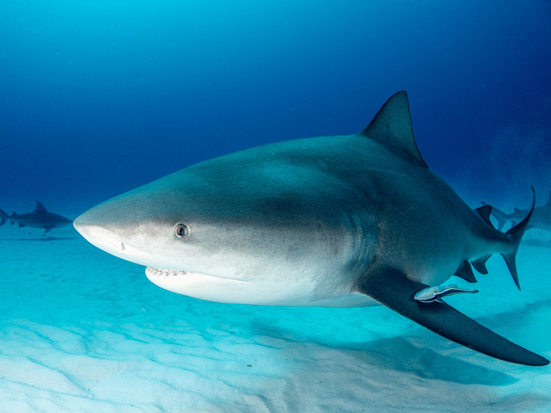 close up image of a bull shark in the water, dream about shark