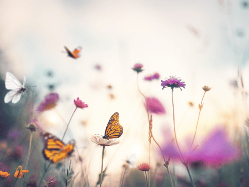 a scenic image of some butterflies on top of flowers 