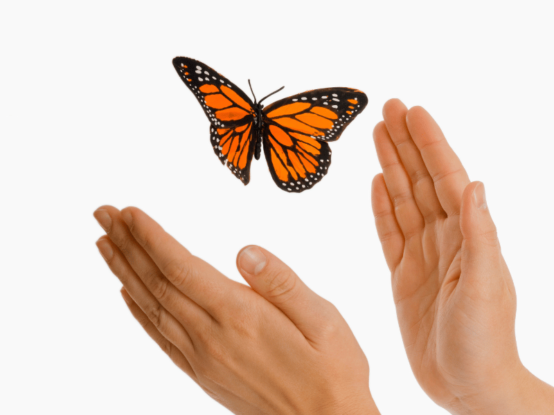 image of hands trying to seemingly catching a butterfly dream meaning
