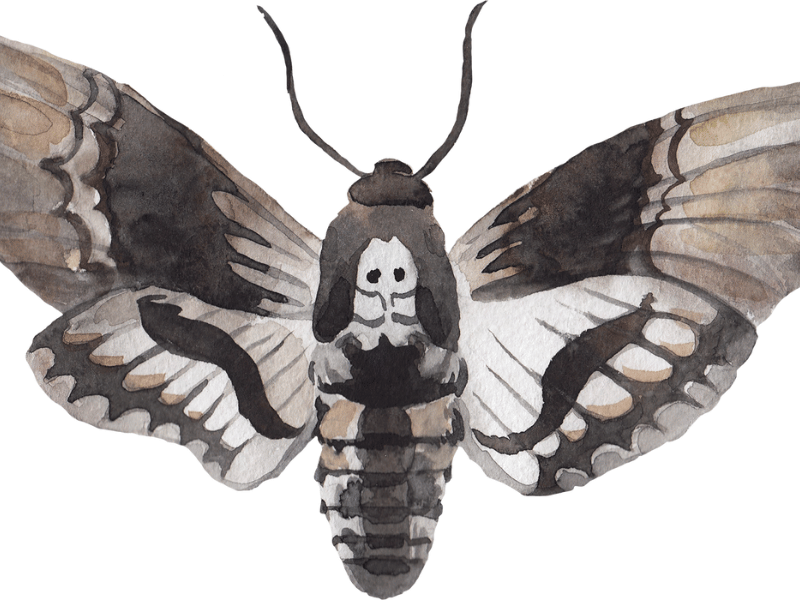 illustration of a death's head hawkmoth