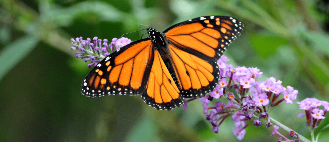 Butterfly Dream Meaning and Symbolism: Dream Dictionary