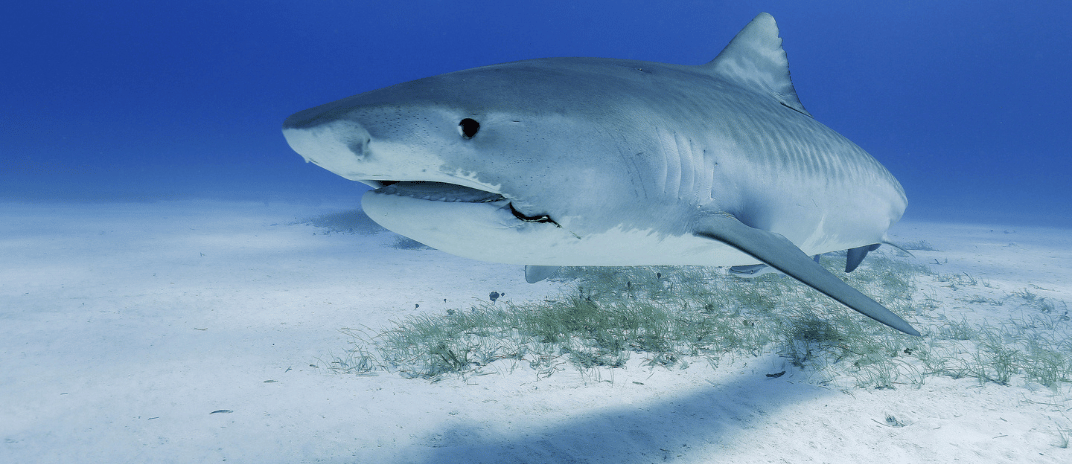 Dream About Sharks: Meanings and Interpretations