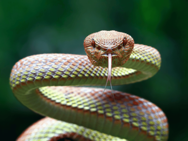 close up of a snake looking into the camera with tongue out, what it mens to dream about snake
