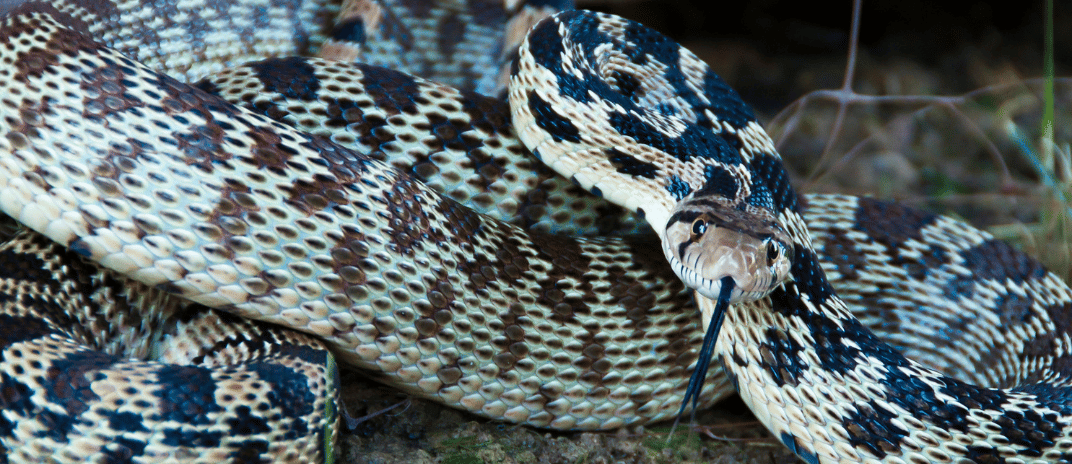 Dreaming About Snakes: Dream Interpretations and Insights