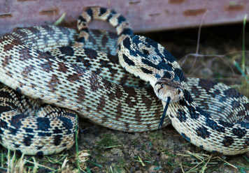 What Does It Mean to Be Dreaming About Snakes?